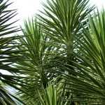 Outdoor yucca: choice, planting, maintenance, in pot or in garden