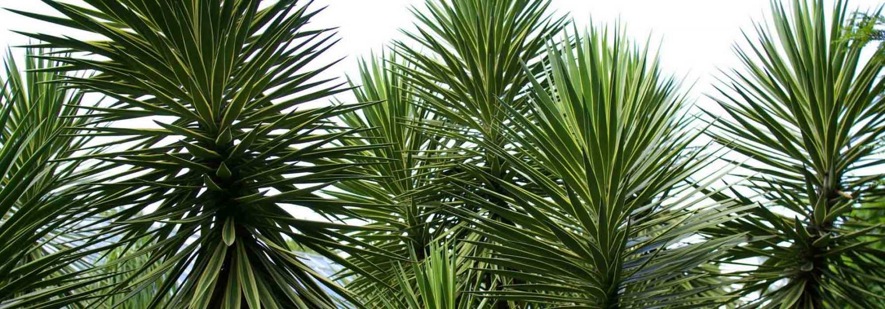 Outdoor yucca: choice, planting, maintenance, in pot or in garden