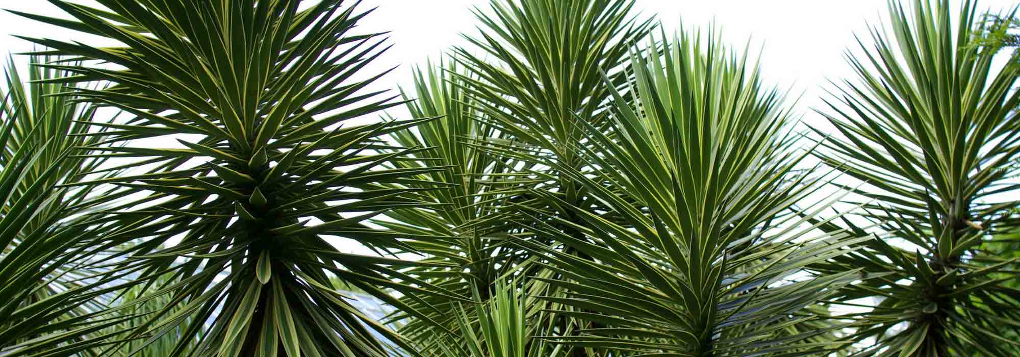 Outdoor yucca: choice, planting, maintenance, in pot or in garden
