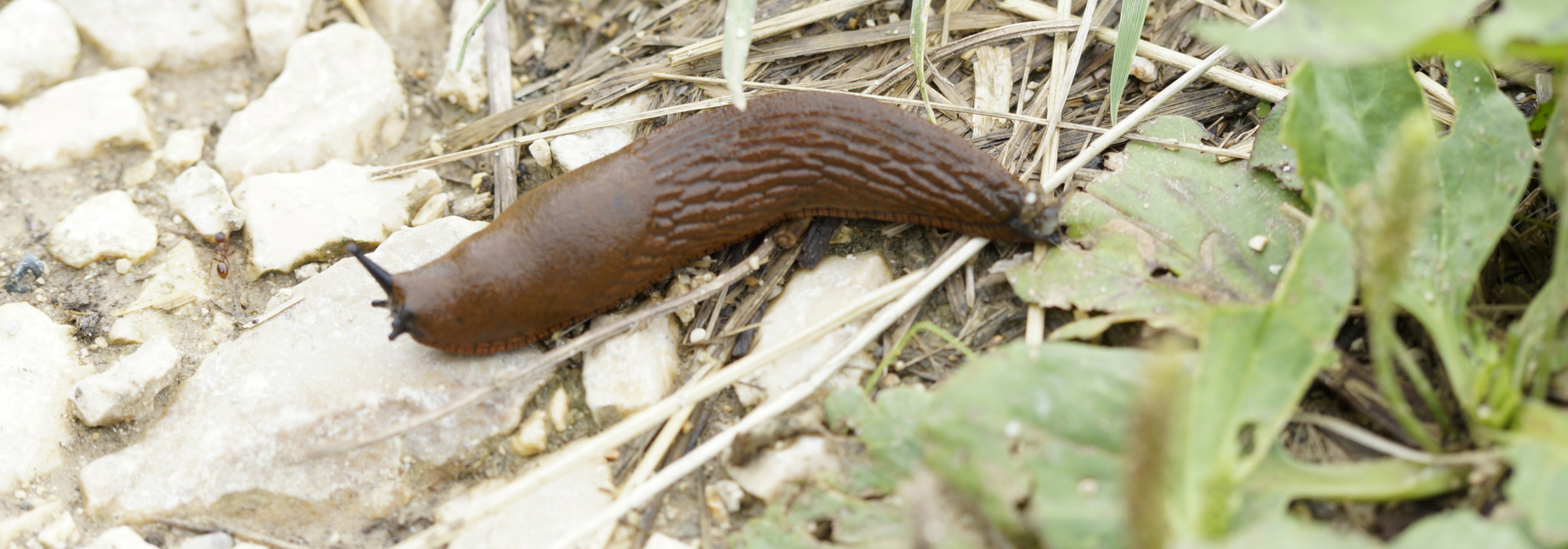 Slugs: 7 ways to fight effectively and naturally