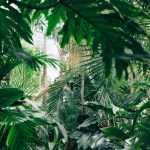 10 exotic and hardy plants for a jungle garden