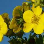 Cinquefoil: plant, maintain, prune