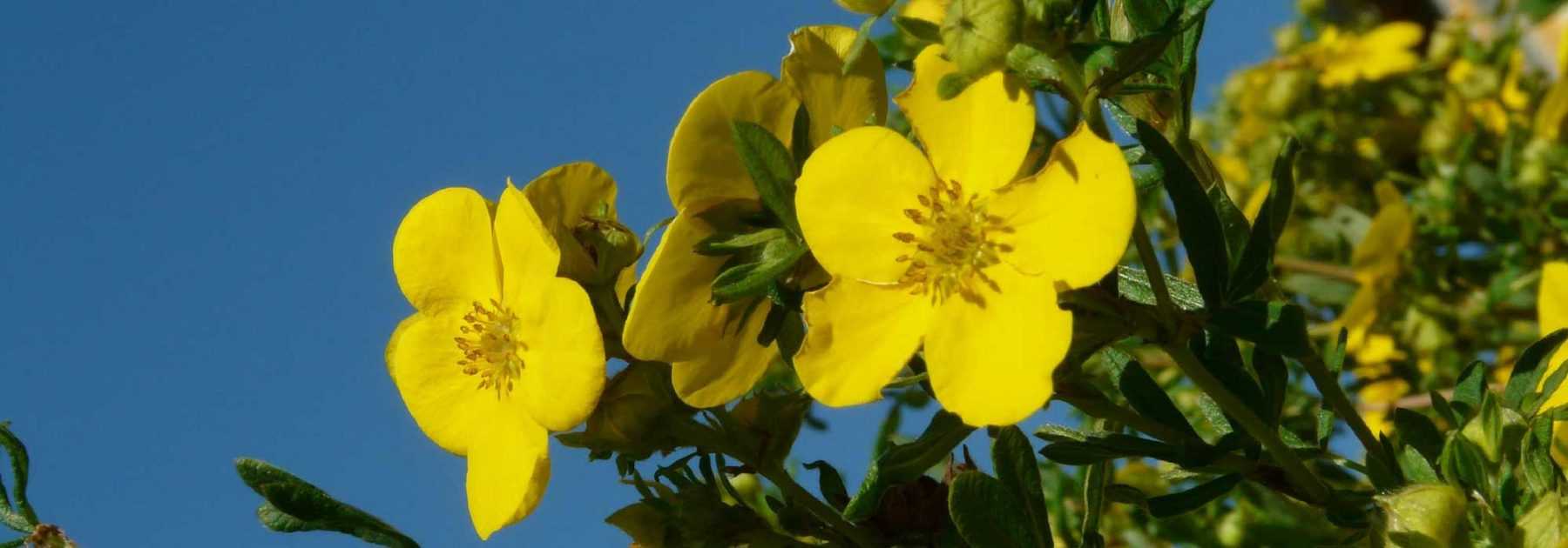 Cinquefoil: plant, maintain, prune