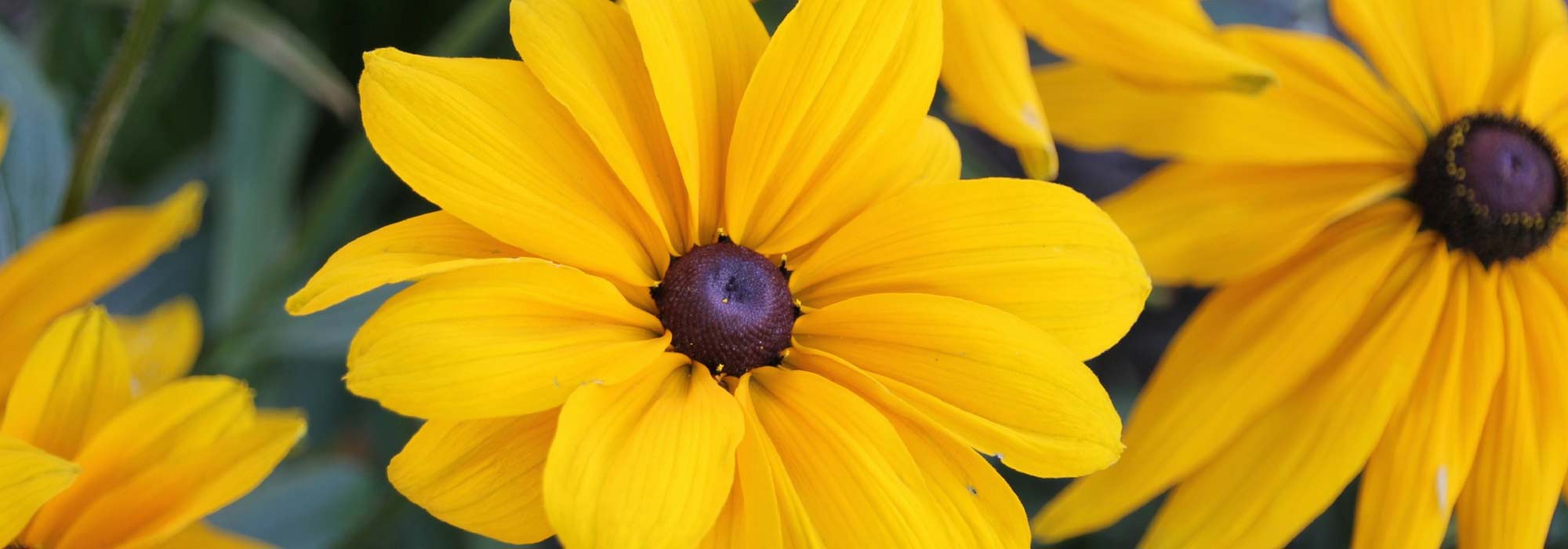 Rudbeckia annual: sowing, planting, maintenance