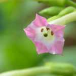 Ornamental tobacco, *Nicotiana*: sowing, planting, cultivation