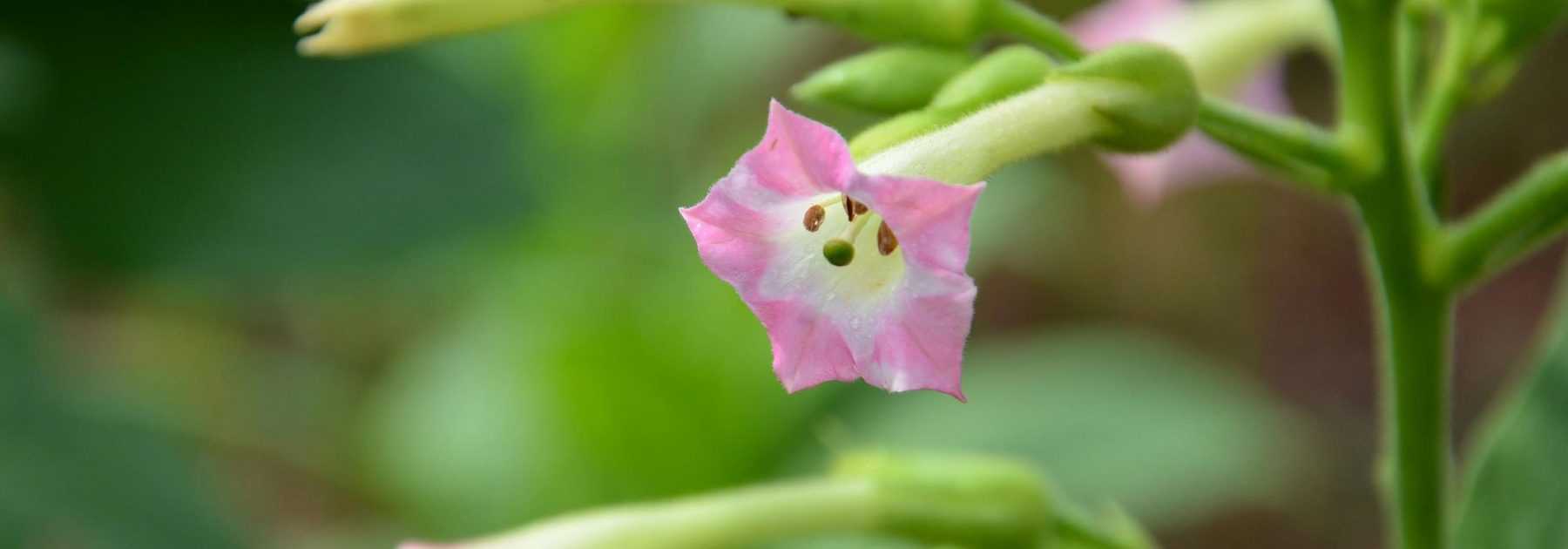 Ornamental tobacco, *Nicotiana*: sowing, planting, cultivation