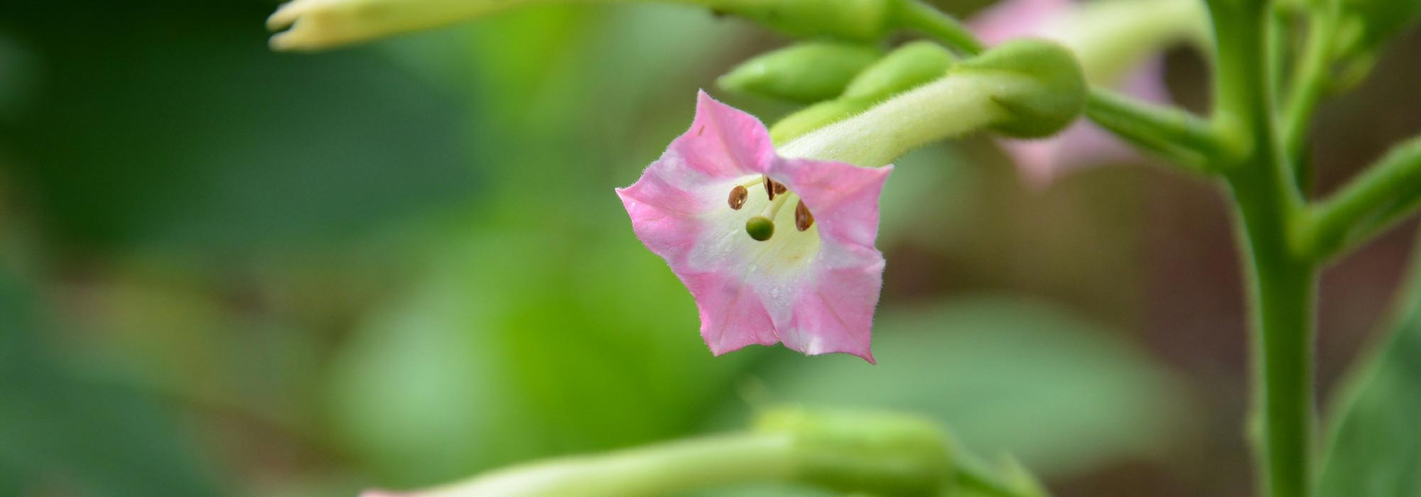 Ornamental tobacco, *Nicotiana*: sowing, planting, cultivation