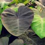 Colocasia: to plant, to grow and to maintain