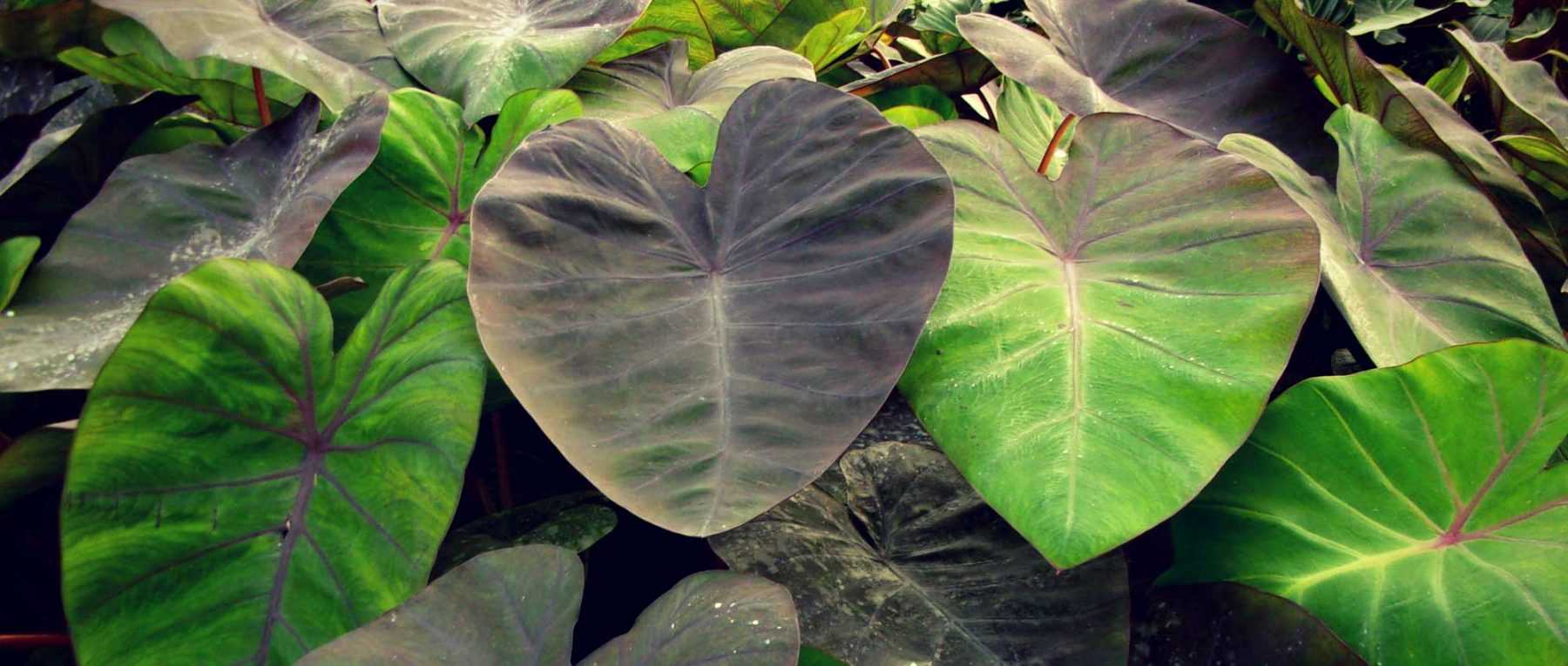 Colocasia: Planting, Growing and Caring for Your Young Plant