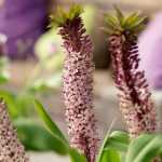 Eucomis or pineapple flower: to plant, to grow and to maintain