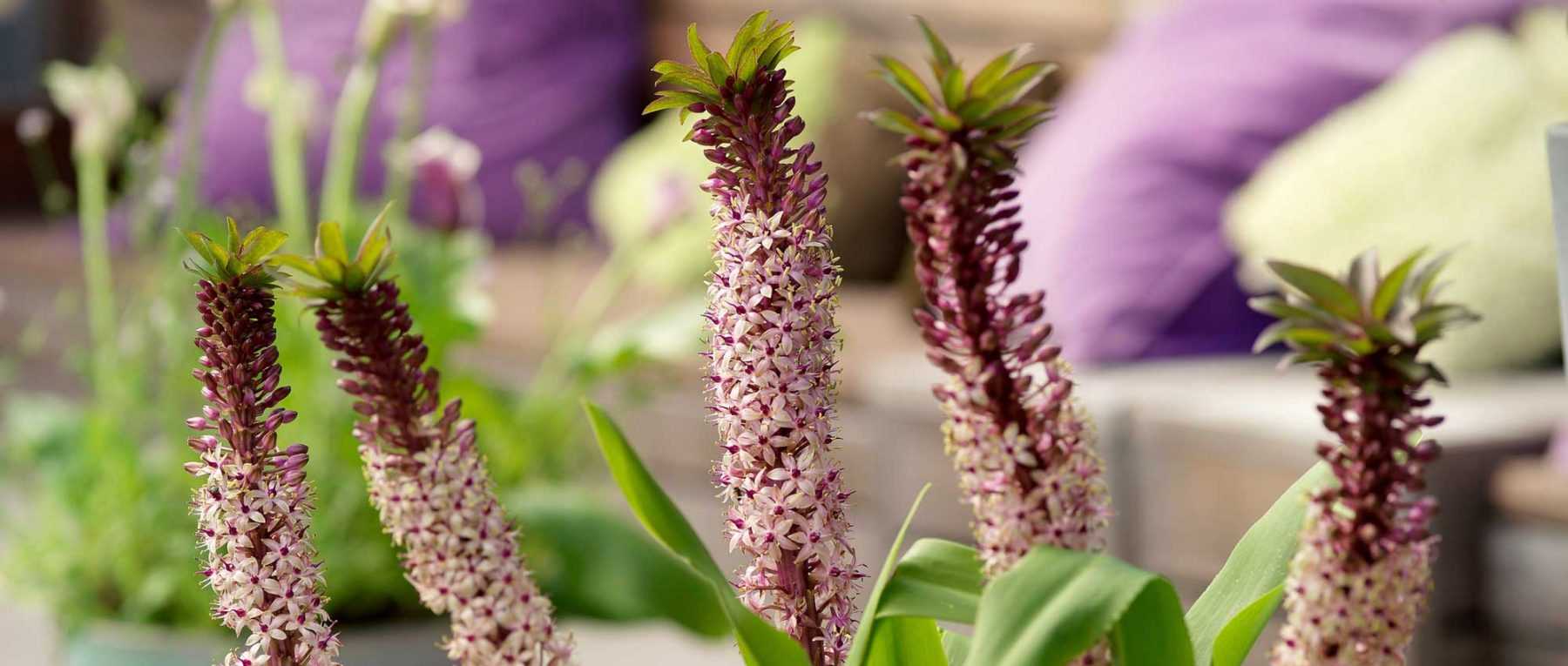 Eucomis or pineapple flower: to plant, to grow and to maintain