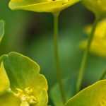 Euphorbias: to plant, to grow and to maintain