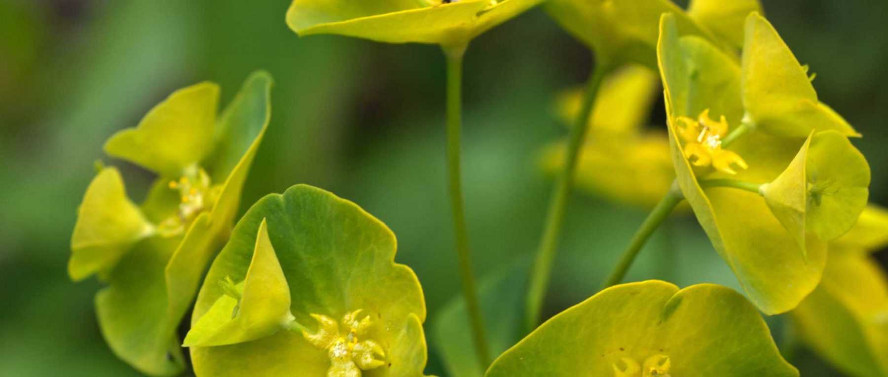 Euphorbias: Planting, Growing and Caring