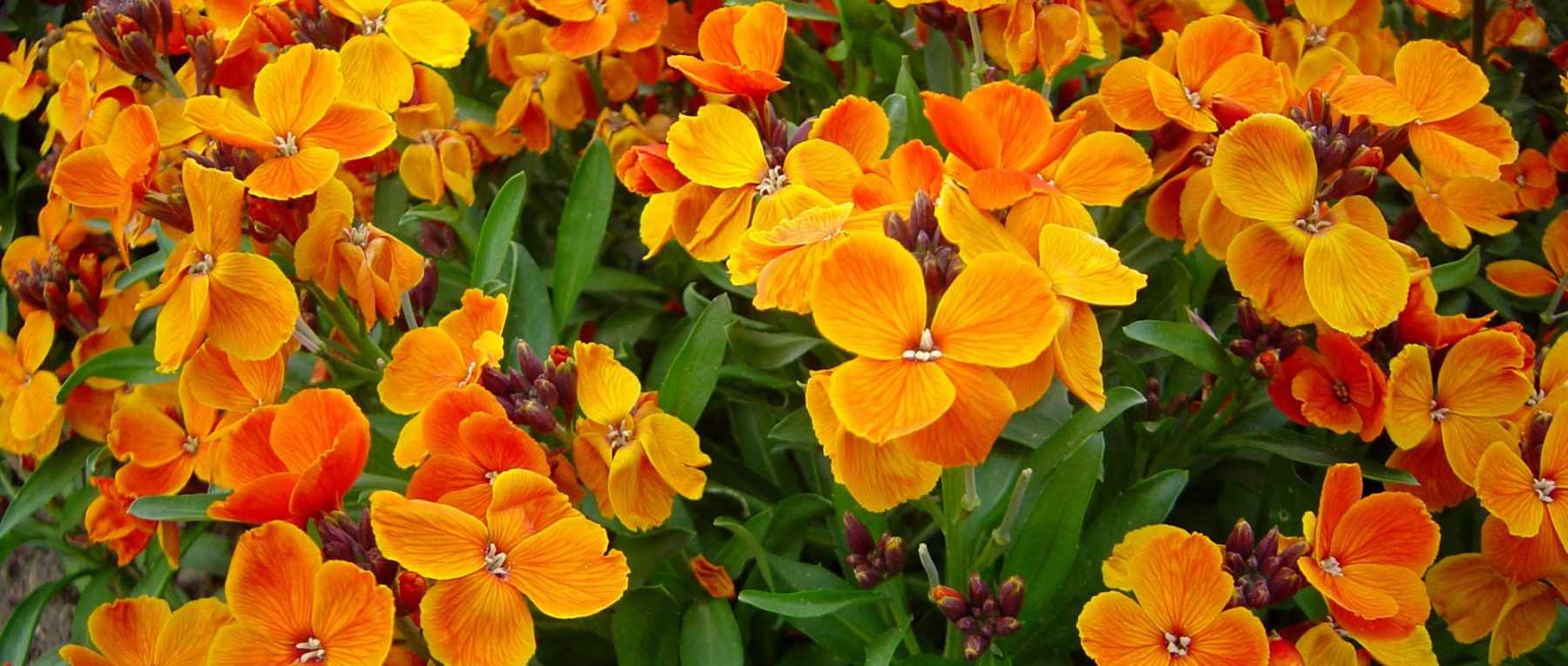Wallflowers: sowing, planting, growing and caring