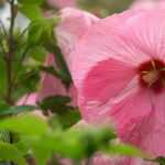 Hibiscus, *Althaea*: to plant, to grow and to maintain