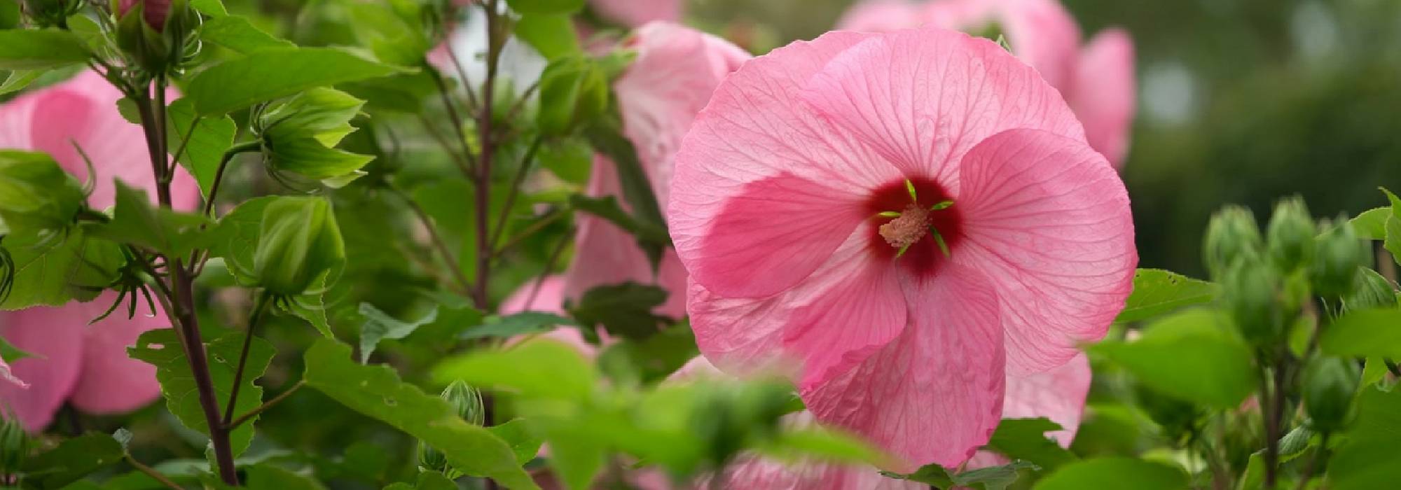 Hibiscus, *Althaea*: to plant, to grow and to maintain