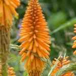 Kniphofia, Devil's Poker : to plant, to grow, to maintain