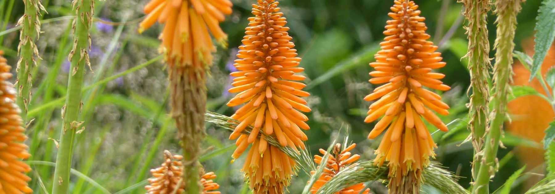 Kniphofia, Devil's Poker : to plant, to grow, to maintain