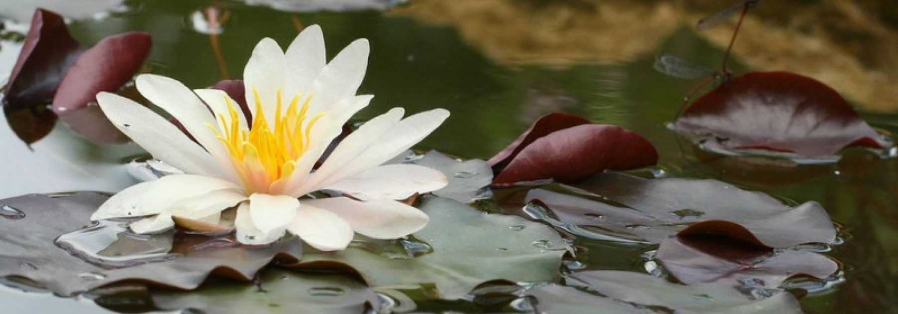 [bassin] 10 aquatic plants, submerged or floating
