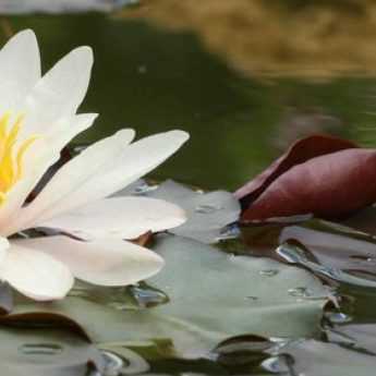 [bassin] 10 aquatic plants, submerged or floating