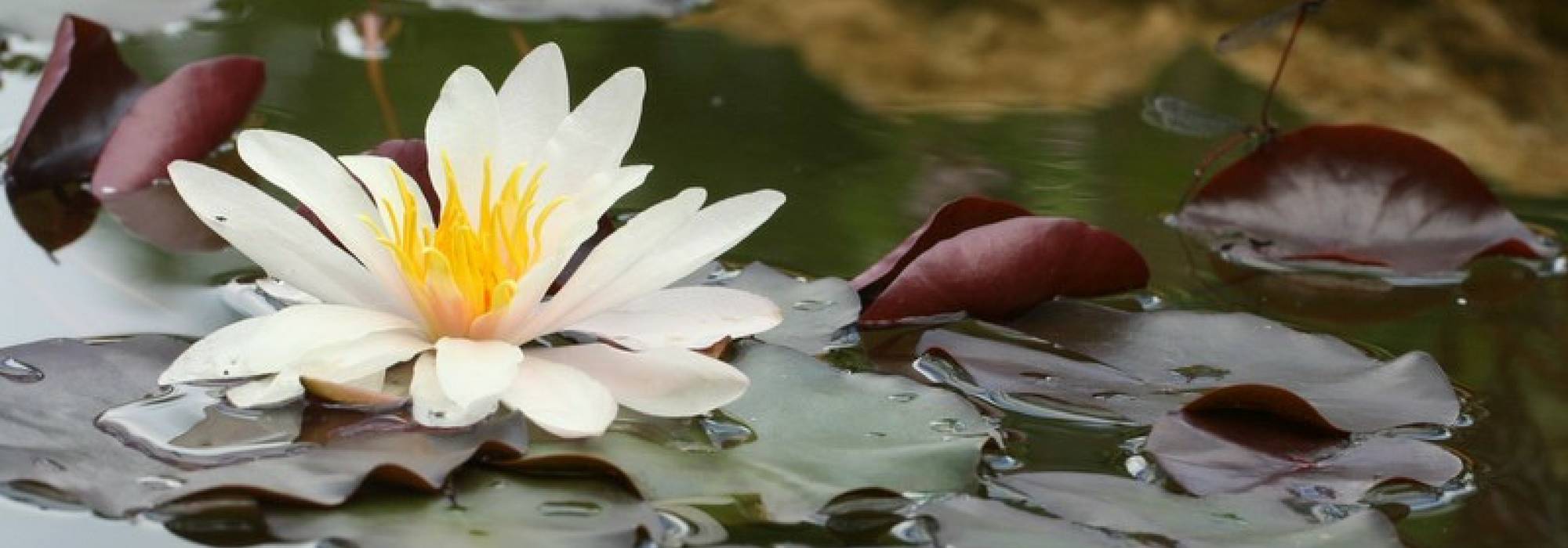 10 aquatic plants, submerged or floating