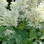 <em>Rodgersia</em>: planting, cultivation, care