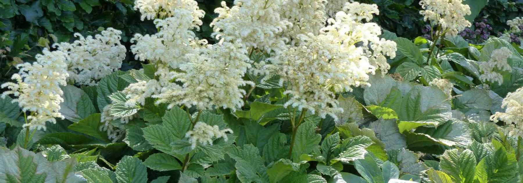 <em>Rodgersia</em>: planting, cultivation, care