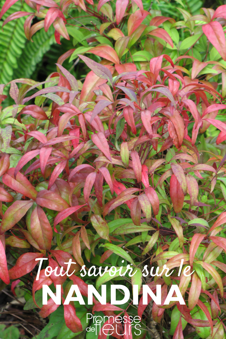 sacred bamboo - Nandina domestica