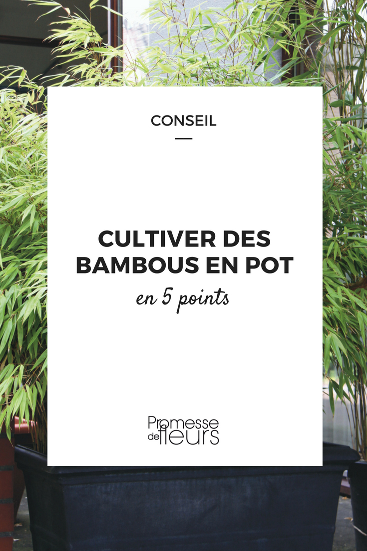 Potted Bamboos (1)
