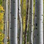 Birches: planting, pruning and maintenance
