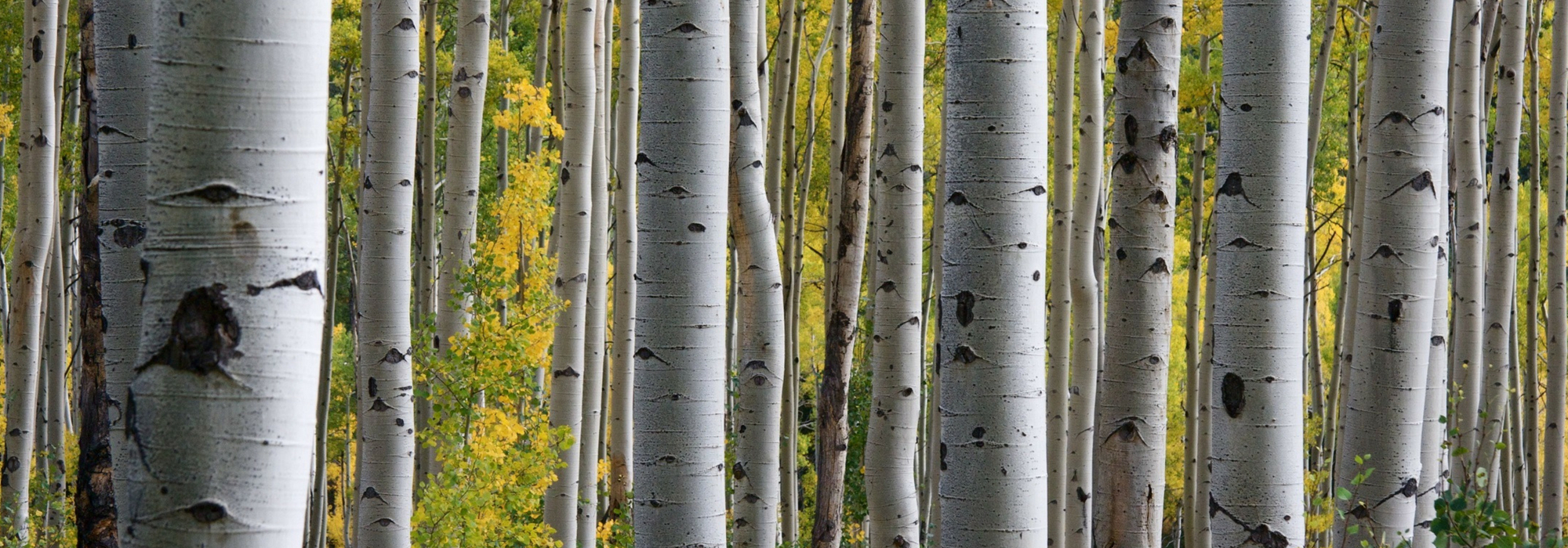 Birches: planting, pruning and maintenance