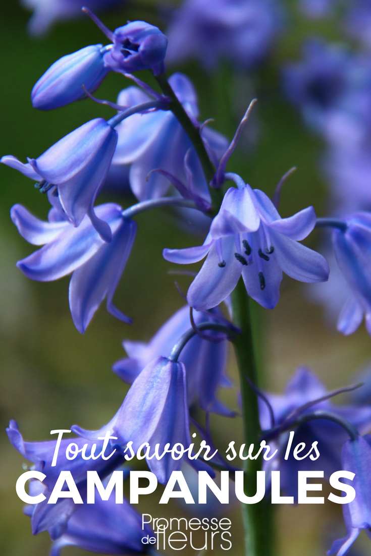 Campanulate Flowers: Sowing, Planting, Cultivating, and Maintaining - Our Tips