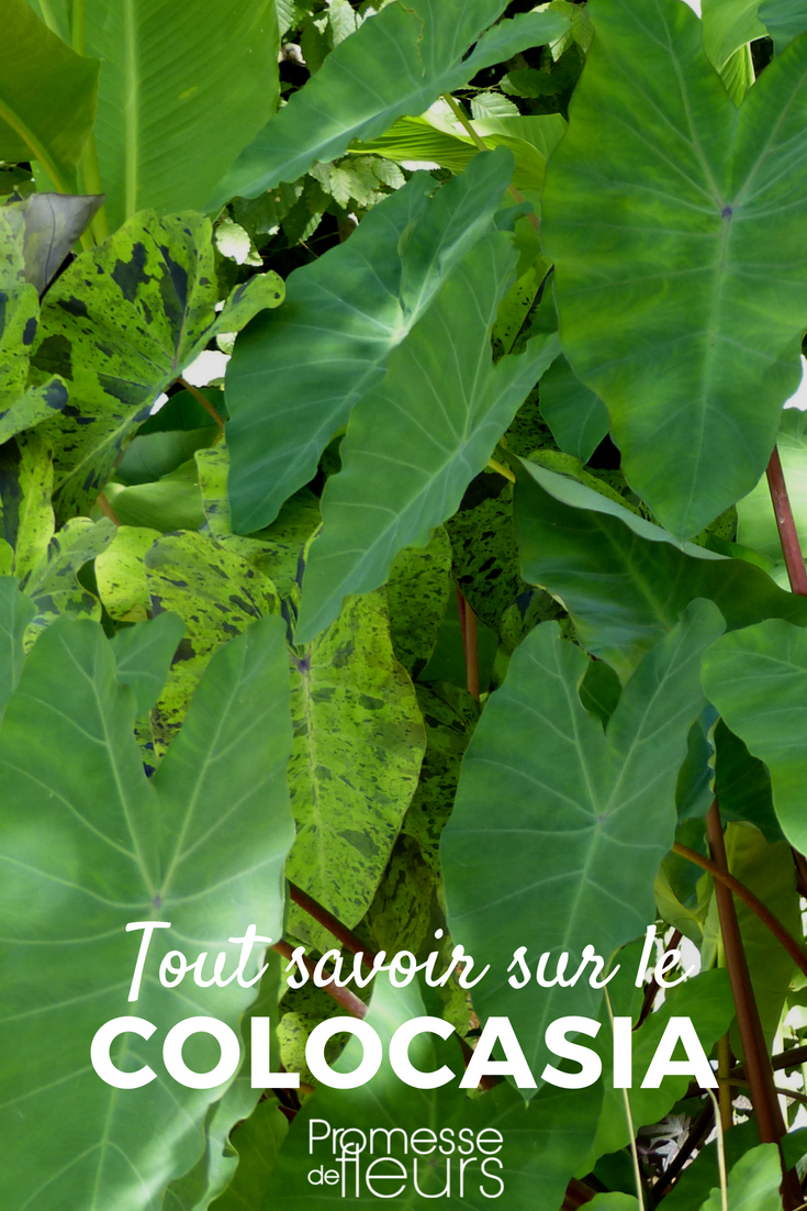 Colocasia