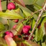 Euonymus: planting, pruning and maintaining
