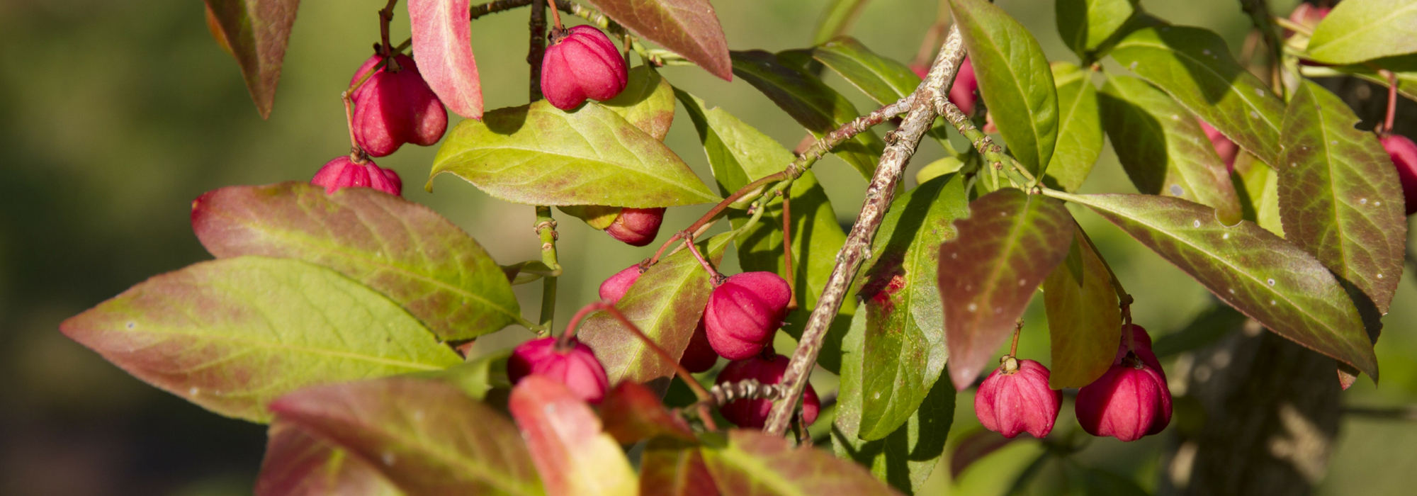 Euonymus: planting, pruning and maintaining