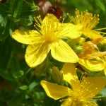 Hypericum, St John's Wort: Planting, Pruning, Care