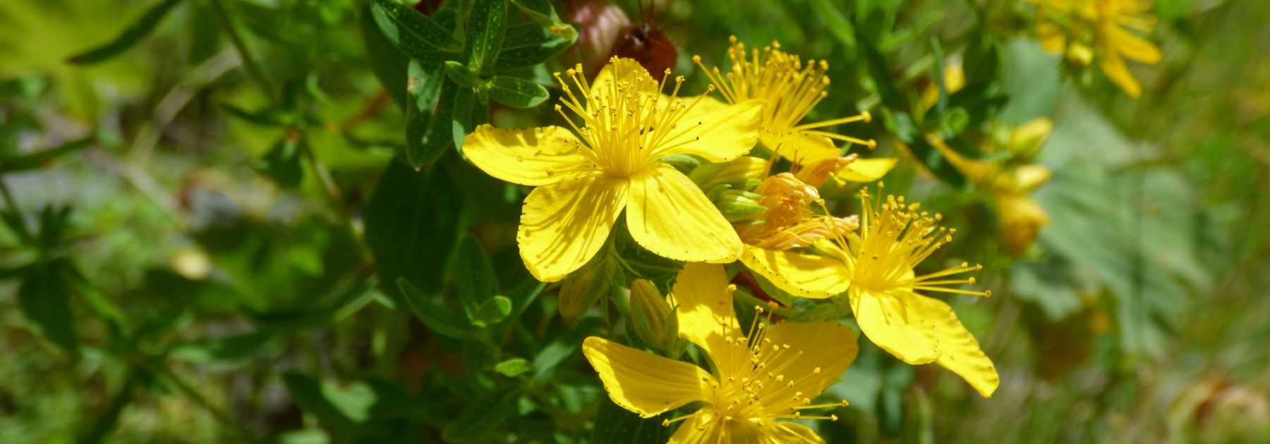 Hypericum, St John's Wort: Planting, Pruning, Care