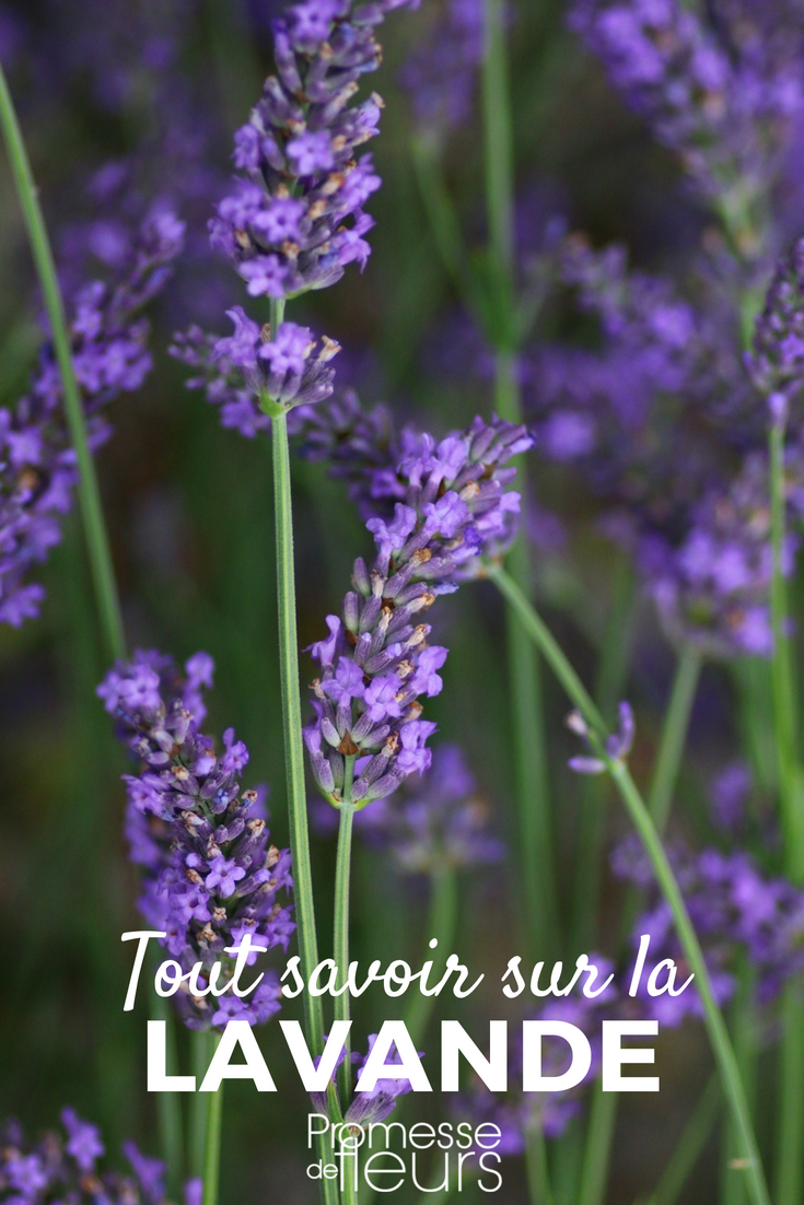 Lavenders, in Pots or in the Garden: Planting, Cultivation, Maintenance