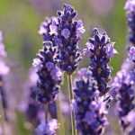 Lavenders: The Sure Values
