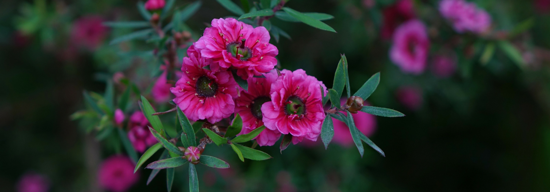 Tea tree, Leptospermum: planting, pruning and care