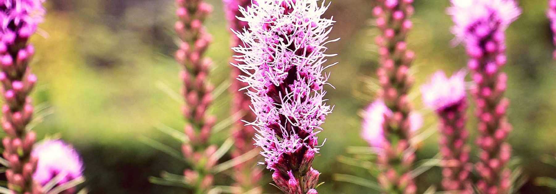 Kansas plume, *Liatris spicata*: planting and maintenance