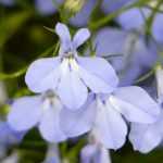 *Lobelia*, *lobélie* : sowing, planting, cultivation, maintenance