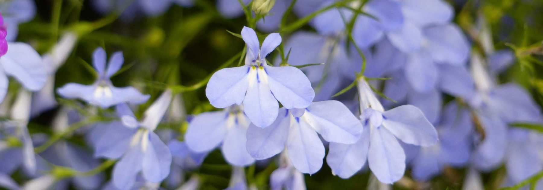 *Lobelia*, *lobélie* : sowing, planting, cultivation, maintenance