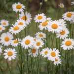 Marguerite, *Leucanthemum*: plant and maintain