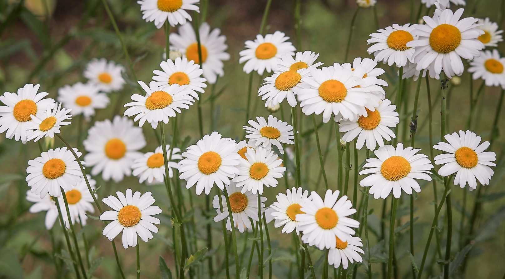 Marguerite, *Leucanthemum*: plant and maintain