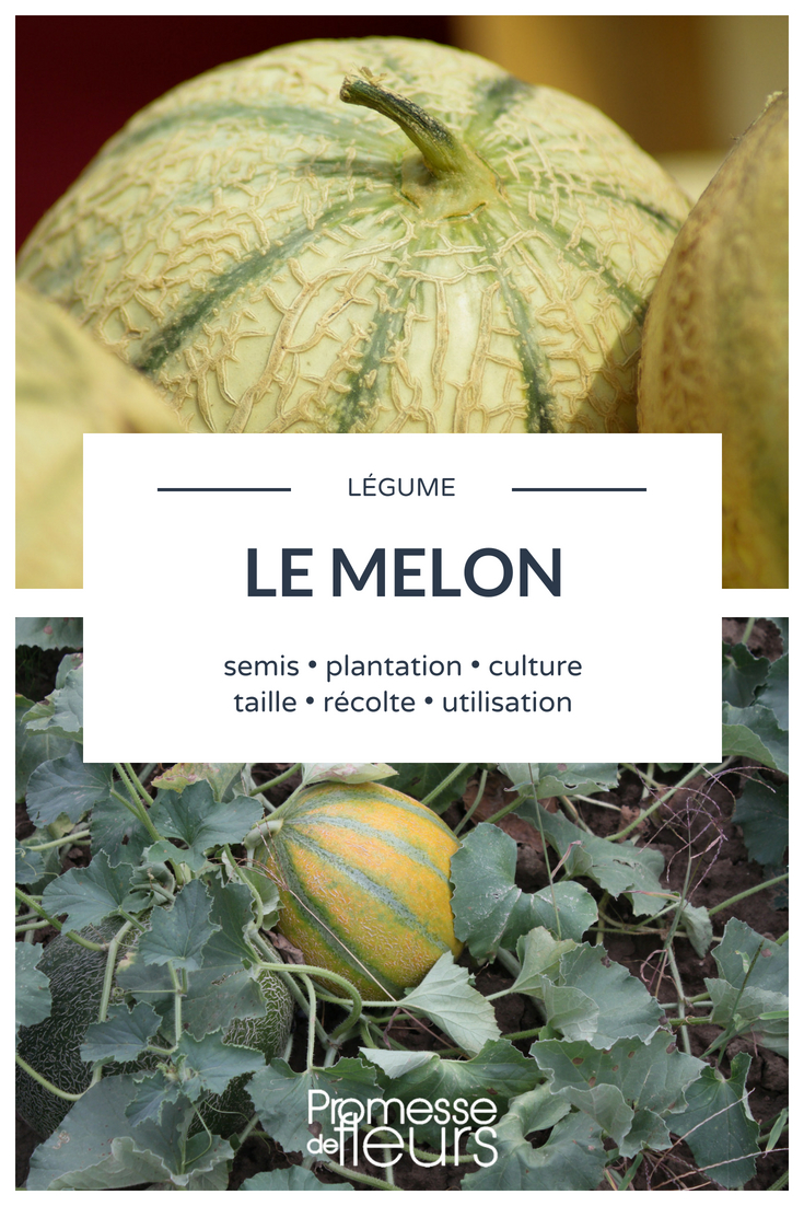 melon