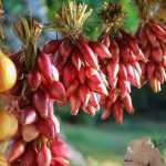 Onion: sowing, planting, growing, harvest