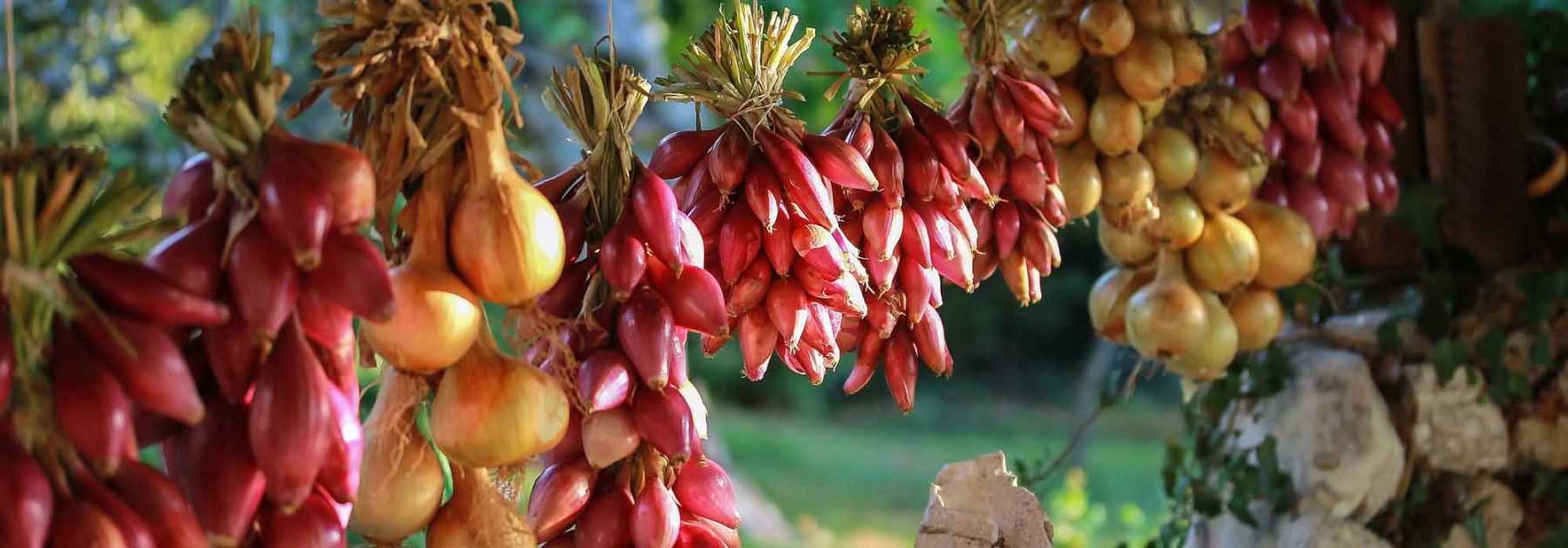 Onion: sowing, planting, growing, harvest
