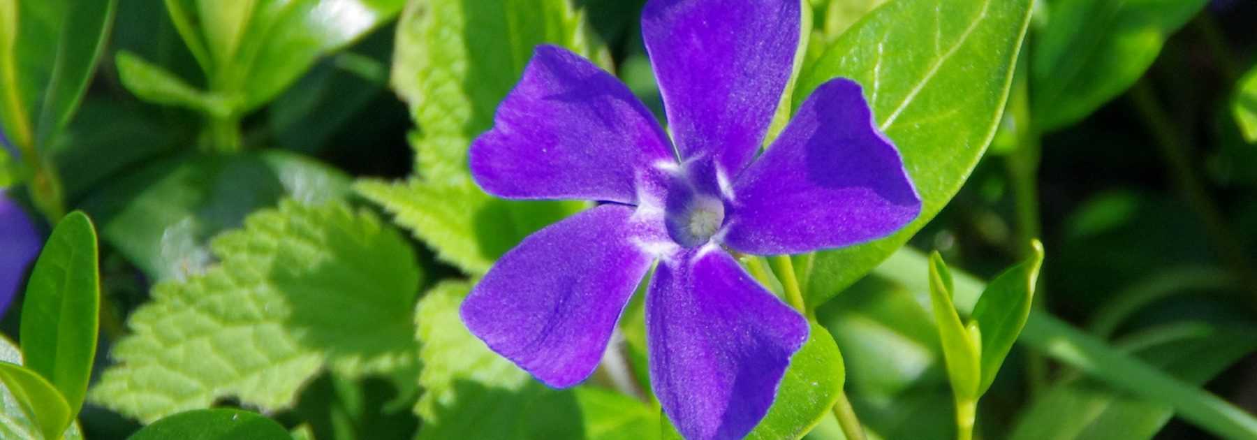 Periwinkle: planting, growing and maintaining