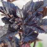 Physocarpus, Physocarpus with elder-like leaves: plant, prune and maintain